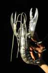 Silver Lobster by Gianmaria Buccellati; Photography Leonardo V
